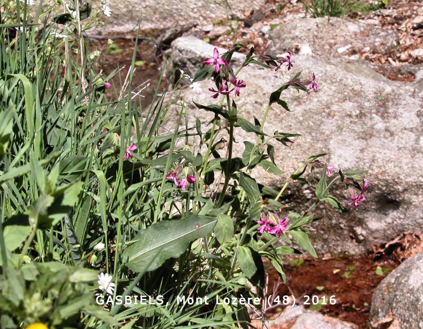 Campion, Red plant